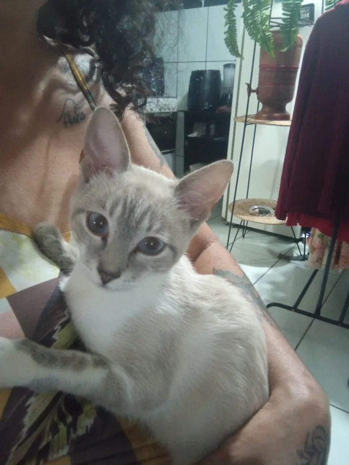 Gato ra a SRD-ViraLata idade 2 a 6 meses nome Hibisco