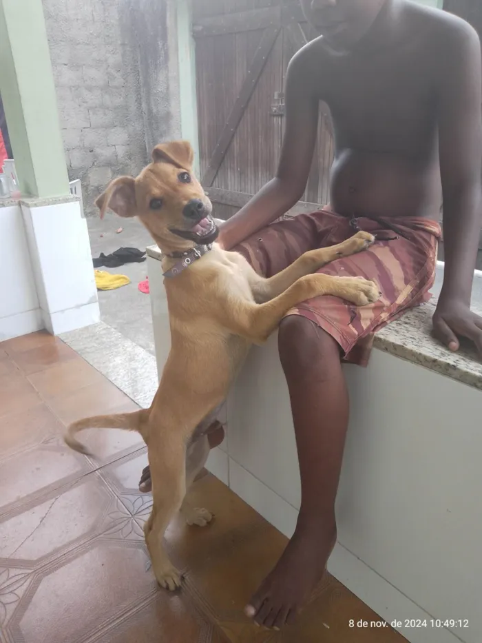 Cachorro ra a Labrador idade 7 a 11 meses nome Thor
