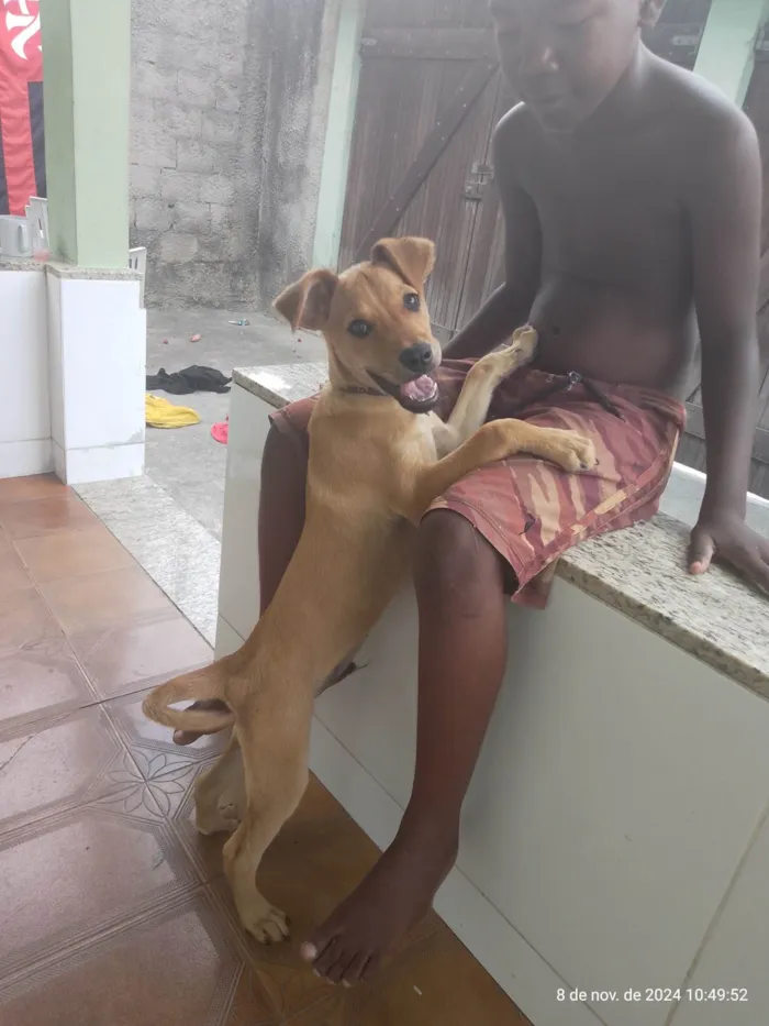 Cachorro ra a Labrador idade 7 a 11 meses nome Thor