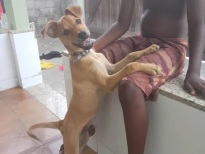 Cachorro raça Labrador idade 7 a 11 meses nome Thor