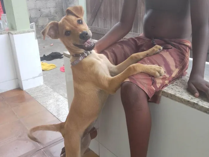 Cachorro ra a Labrador idade 7 a 11 meses nome Thor