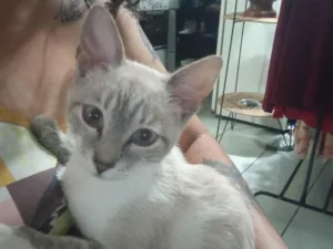 Gato raça SRD-ViraLata idade 2 a 6 meses nome Hibisco