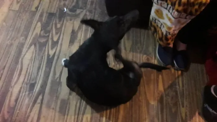 Cachorro ra a SRD-ViraLata idade Abaixo de 2 meses nome Polenta
