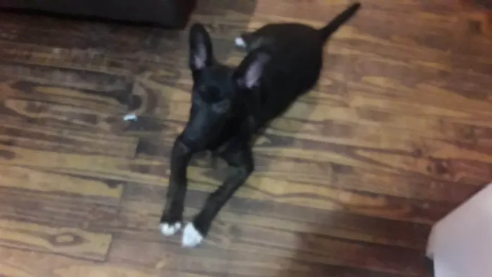 Cachorro ra a SRD-ViraLata idade Abaixo de 2 meses nome Polenta