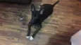 Polenta