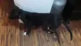 Polenta
