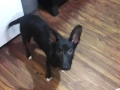 Cachorro raça SRD-ViraLata idade Abaixo de 2 meses nome Polenta