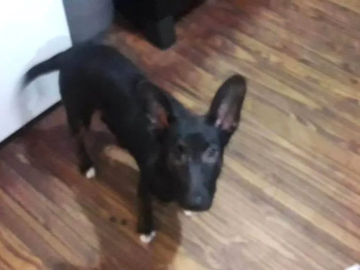 Cachorro ra a SRD-ViraLata idade Abaixo de 2 meses nome Polenta