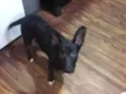 Polenta