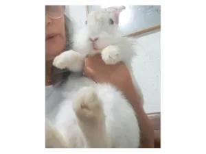 Gato raça SRD-ViraLata idade 2 anos nome Ben (coelho)