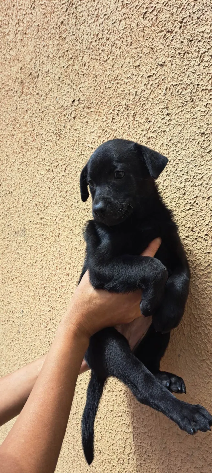 Cachorro ra a SRD-ViraLata idade 2 a 6 meses nome Elsa