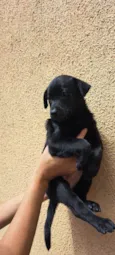 Elsa