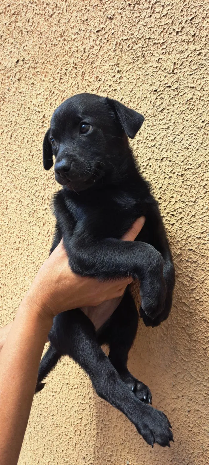 Cachorro ra a SRD-ViraLata idade 2 a 6 meses nome Elsa