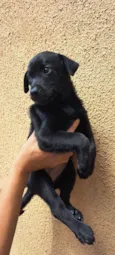 Elsa