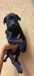 Elsa