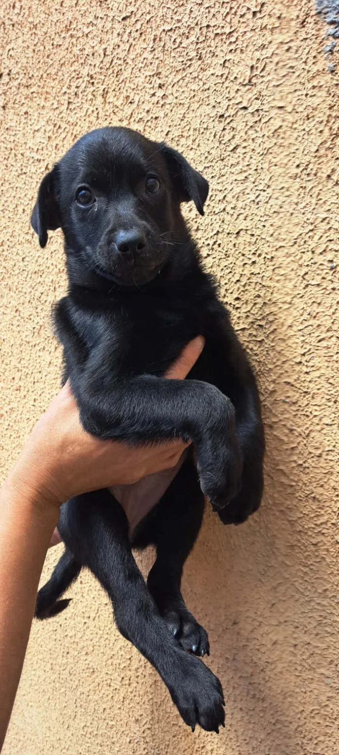 Cachorro ra a SRD-ViraLata idade 2 a 6 meses nome Elsa