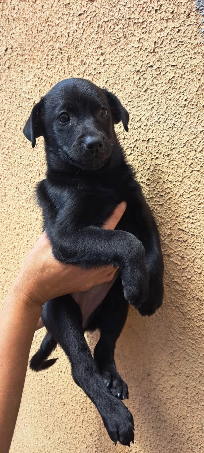 Cachorro ra a SRD-ViraLata idade 2 a 6 meses nome Elsa