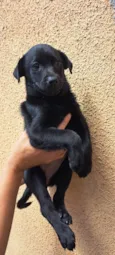 Elsa