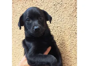Cachorro raça SRD-ViraLata idade 2 a 6 meses nome Elsa