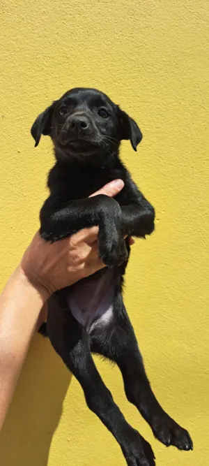 Cachorro raça SRD-ViraLata idade 2 a 6 meses nome Zoe