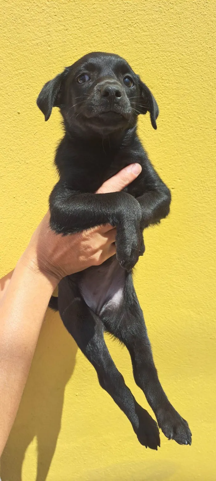 Cachorro ra a SRD-ViraLata idade 2 a 6 meses nome Zoe