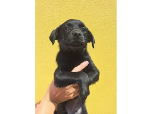 Cachorro raça SRD-ViraLata idade 2 a 6 meses nome Zoe