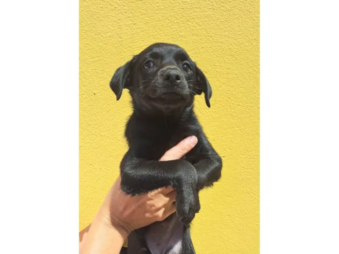Cachorro ra a SRD-ViraLata idade 2 a 6 meses nome Zoe