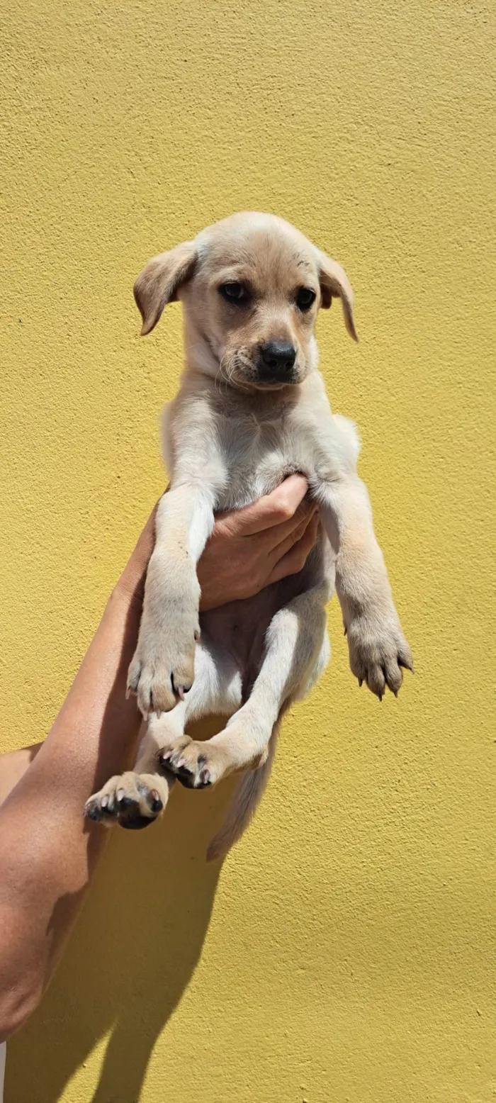 Cachorro ra a SRD-ViraLata idade 2 a 6 meses nome Elma