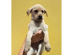 Cachorro raça SRD-ViraLata idade 2 a 6 meses nome Elma