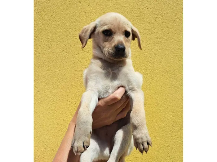 Cachorro ra a SRD-ViraLata idade 2 a 6 meses nome Elma