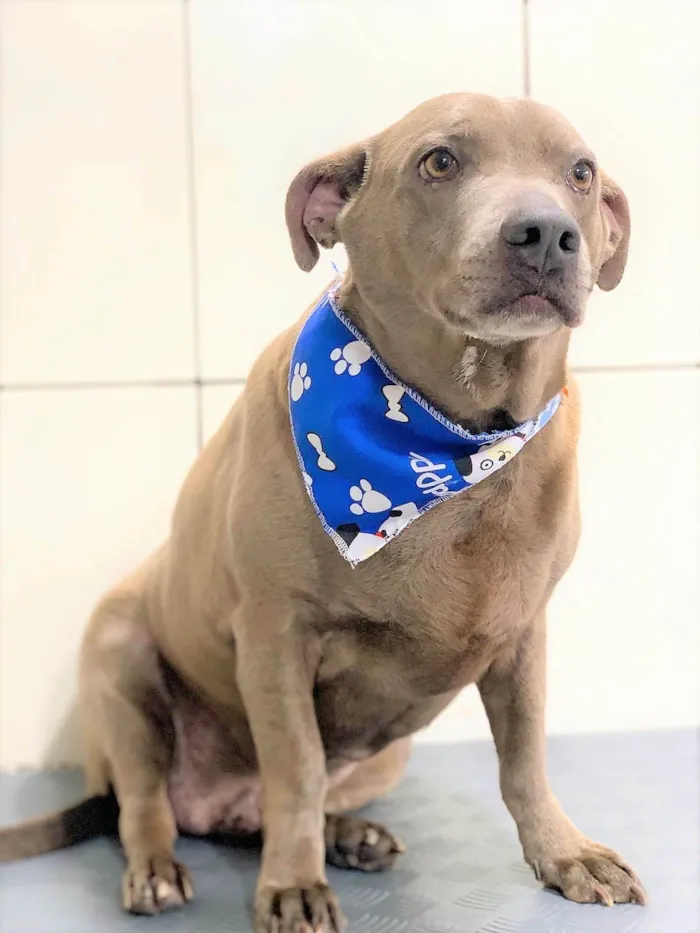 Cachorro ra a SRD-ViraLata idade 3 anos nome Gregório