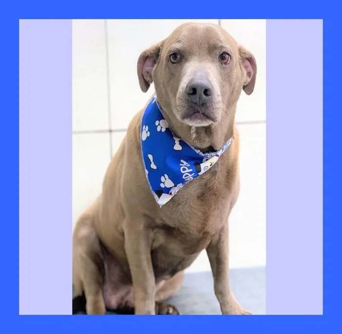 Cachorro ra a SRD-ViraLata idade 3 anos nome Gregório