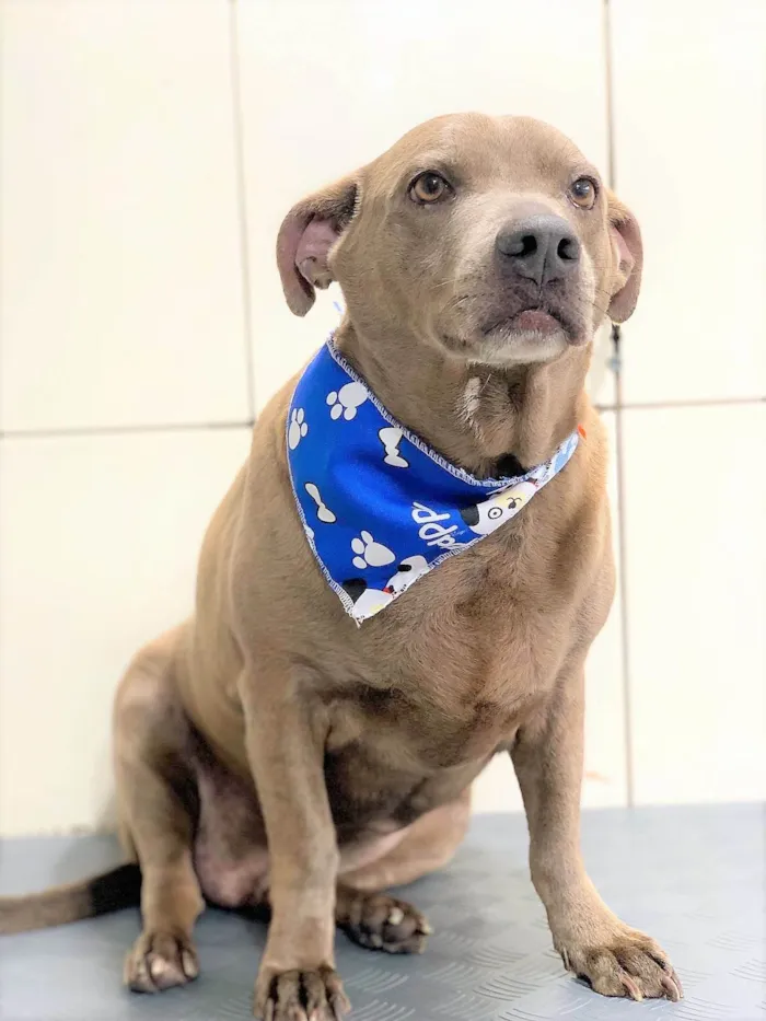 Cachorro ra a SRD-ViraLata idade 3 anos nome Gregório