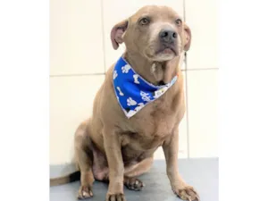 Cachorro raça SRD-ViraLata idade 3 anos nome Gregório
