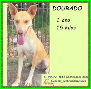 Cachorro raça SRD-ViraLata idade 1 ano nome Dourado