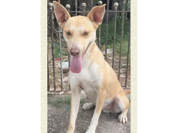 Cachorro ra a SRD-ViraLata idade 1 ano nome Dourado