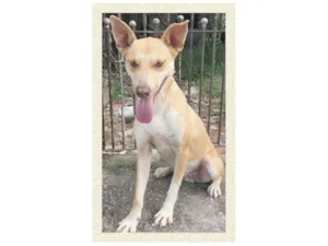 Cachorro raça SRD-ViraLata idade 1 ano nome Dourado