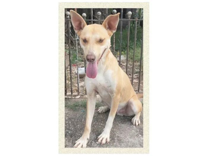 Cachorro ra a SRD-ViraLata idade 1 ano nome Dourado