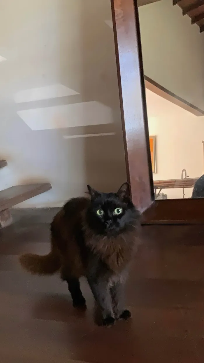 Gato ra a Angorá idade 3 anos nome NAO SEI