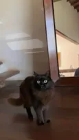 NAO SEI