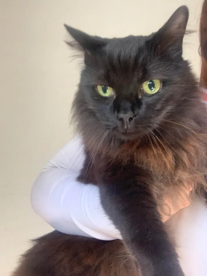 Gato ra a Angorá idade 3 anos nome NAO SEI