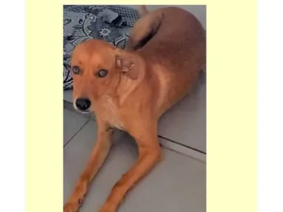 Cachorro raça SRD-ViraLata idade 1 ano nome Dina