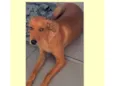 Dina