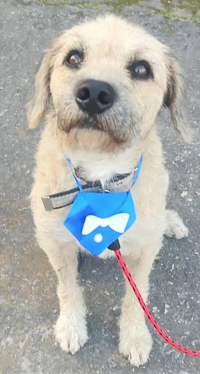 Cachorro ra a SRD-ViraLata idade 2 anos nome Billy