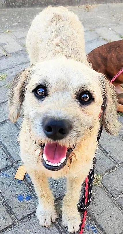 Cachorro ra a SRD-ViraLata idade 2 anos nome Billy