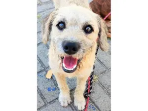 Cachorro raça SRD-ViraLata idade 2 anos nome Billy