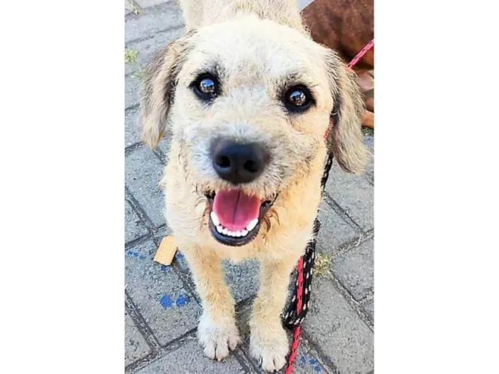 Cachorro ra a SRD-ViraLata idade 2 anos nome Billy