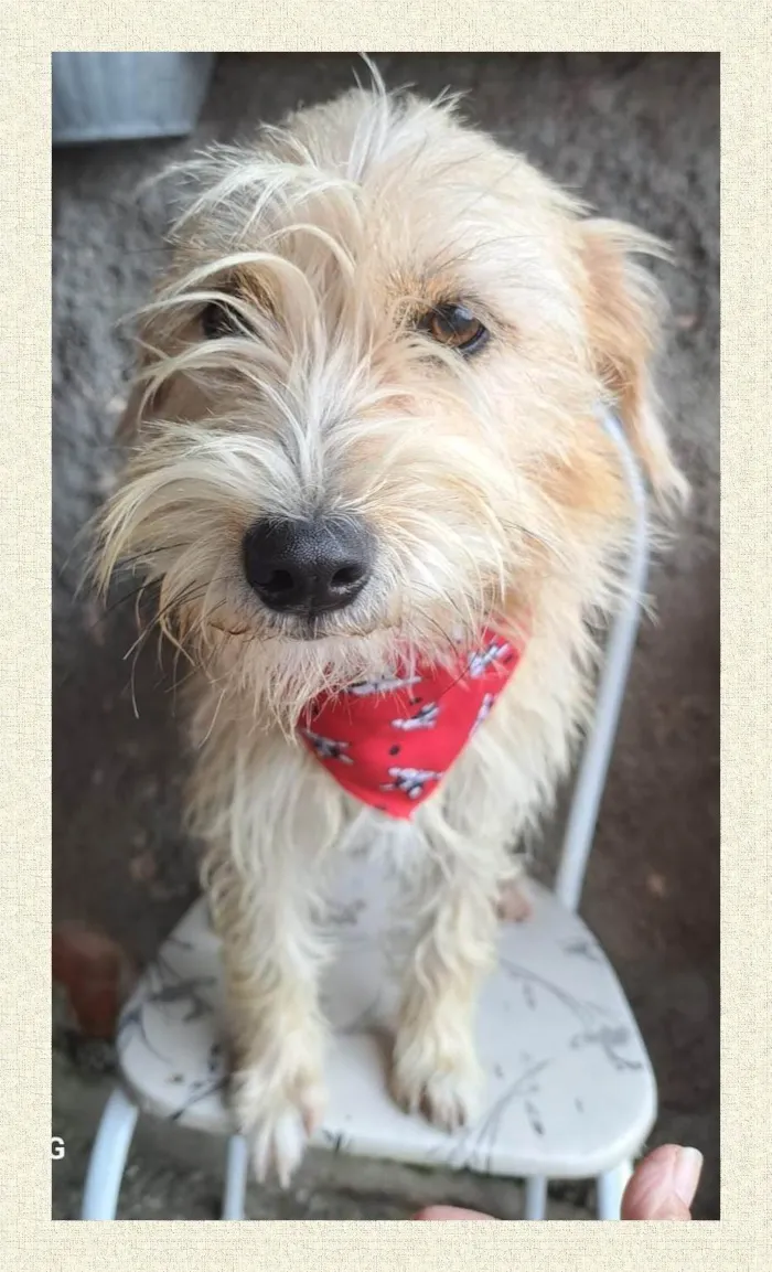 Cachorro ra a SRD-ViraLata idade 1 ano nome Amora