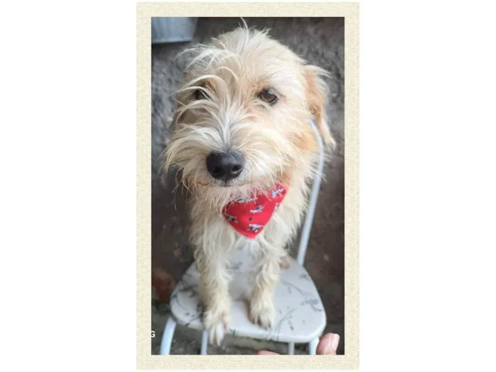 Cachorro ra a SRD-ViraLata idade 1 ano nome Amora