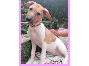 Cachorro raça SRD-ViraLata idade 2 a 6 meses nome Festinha